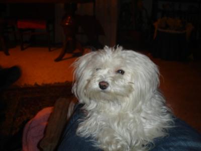 20070103235713-el-perrito-lindo-026.jpg